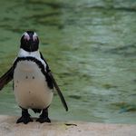 Pingouin au zoo de Londres.