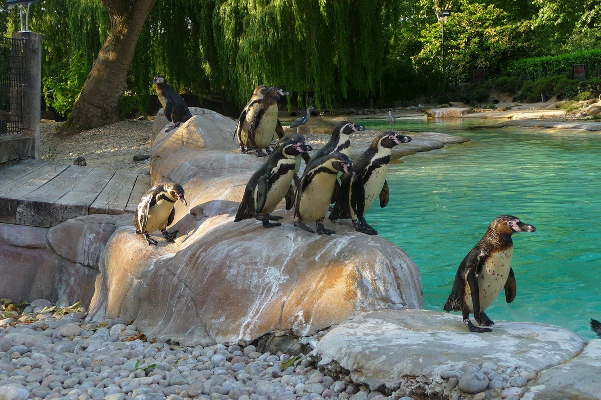 zoo de Londres