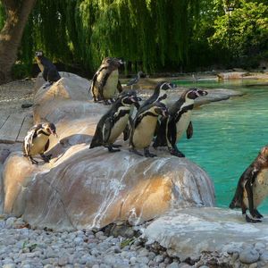 Billets d’entrée pour le Zoo de Londres