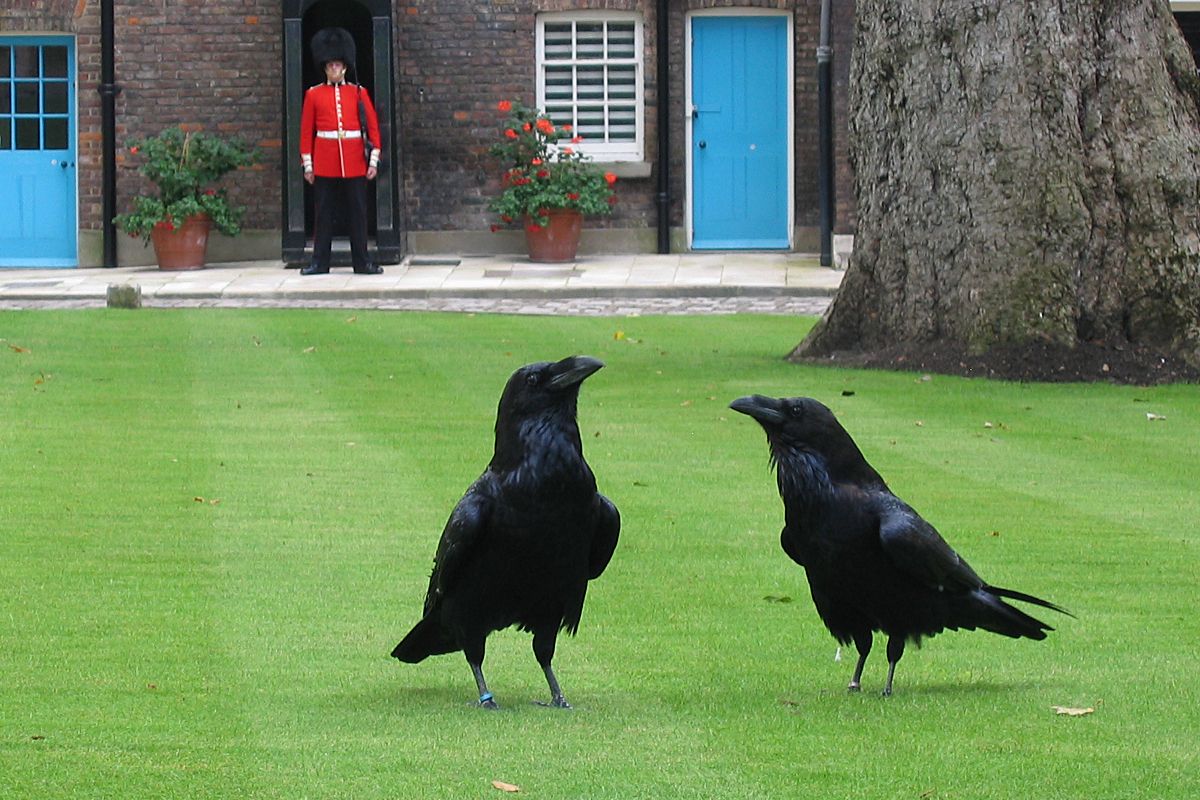 corbeau tour londres