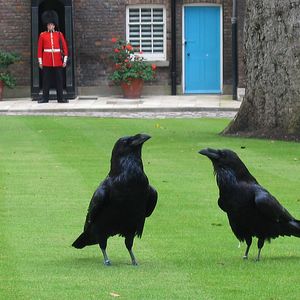 À la rencontre des corbeaux de la Tour de Londres