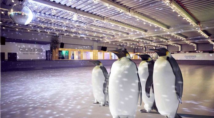 patinoire pingouins londres