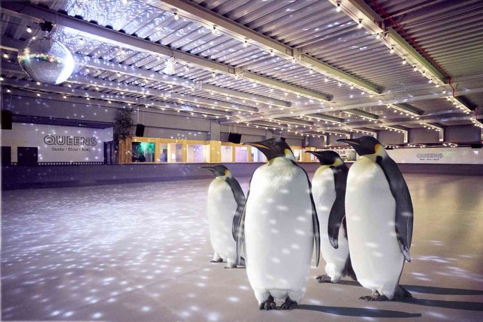 patinoire pingouins londres patinoire pingouins londres