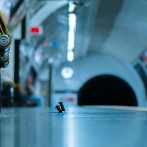 La plus belle photo animalière du monde a été prise…à Londres !