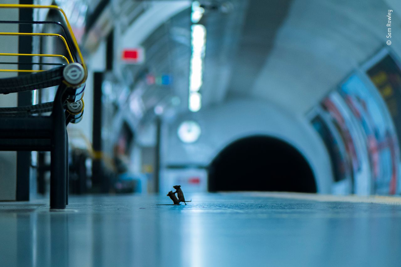 La plus belle photo animalière du monde a été prise…à Londres !