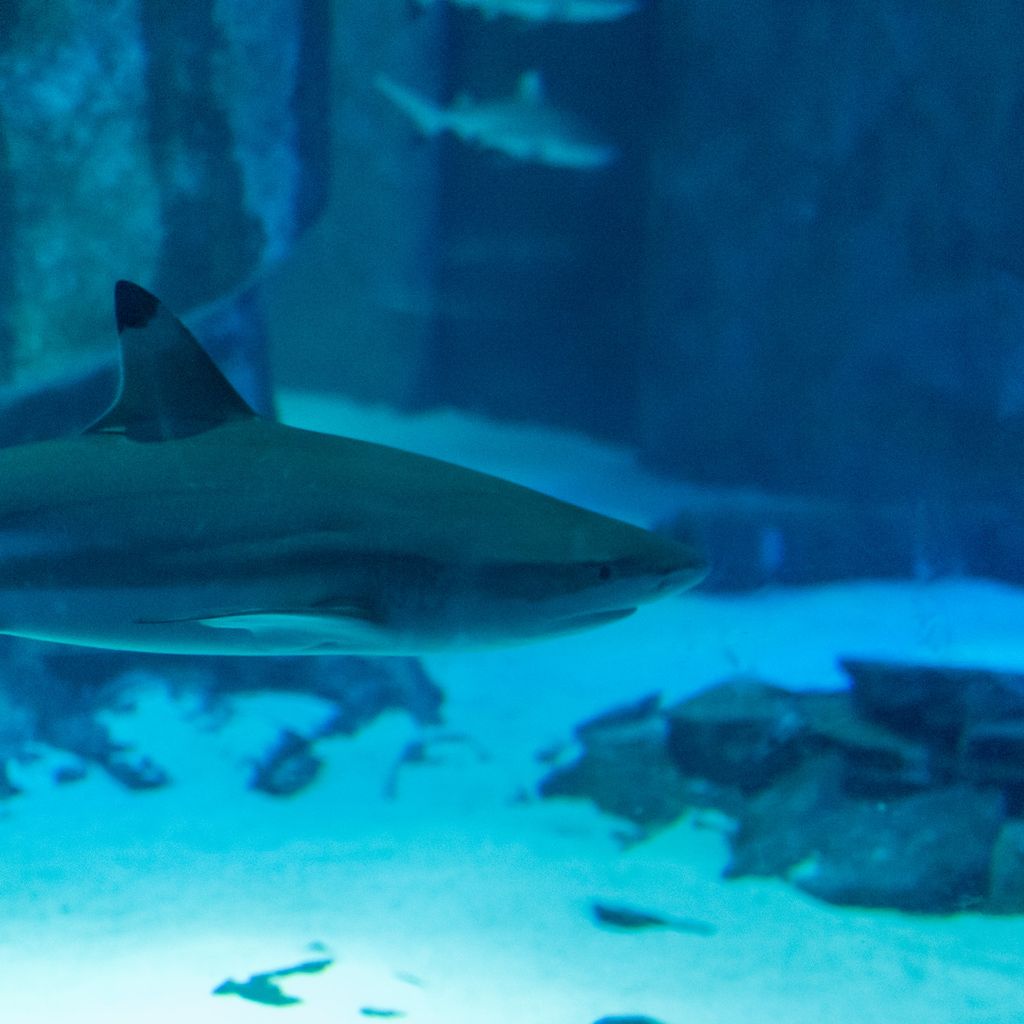 requin aquarium sea life londres