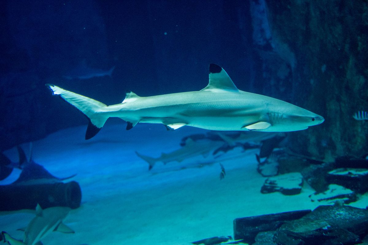 requin sea life aquarium londres