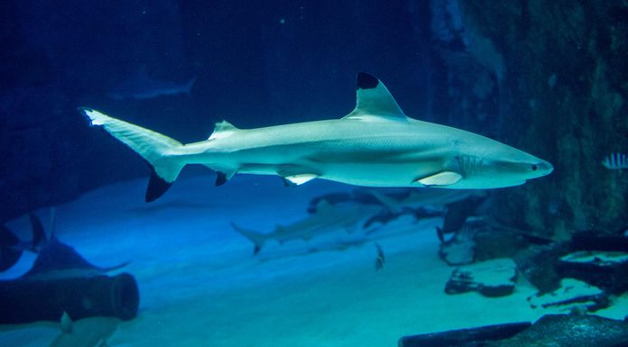 requin sea life aquarium londres