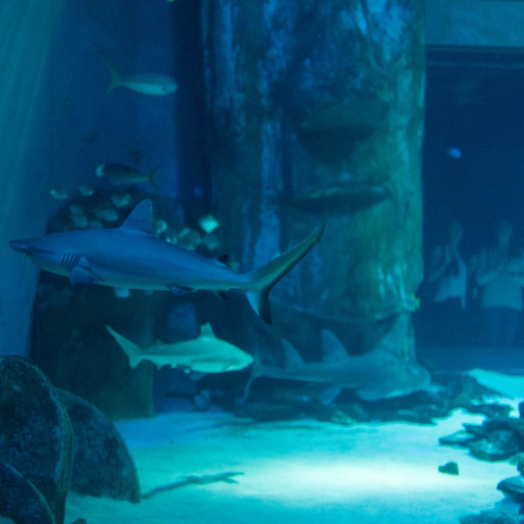 tunnel requins sea life aquarium londres