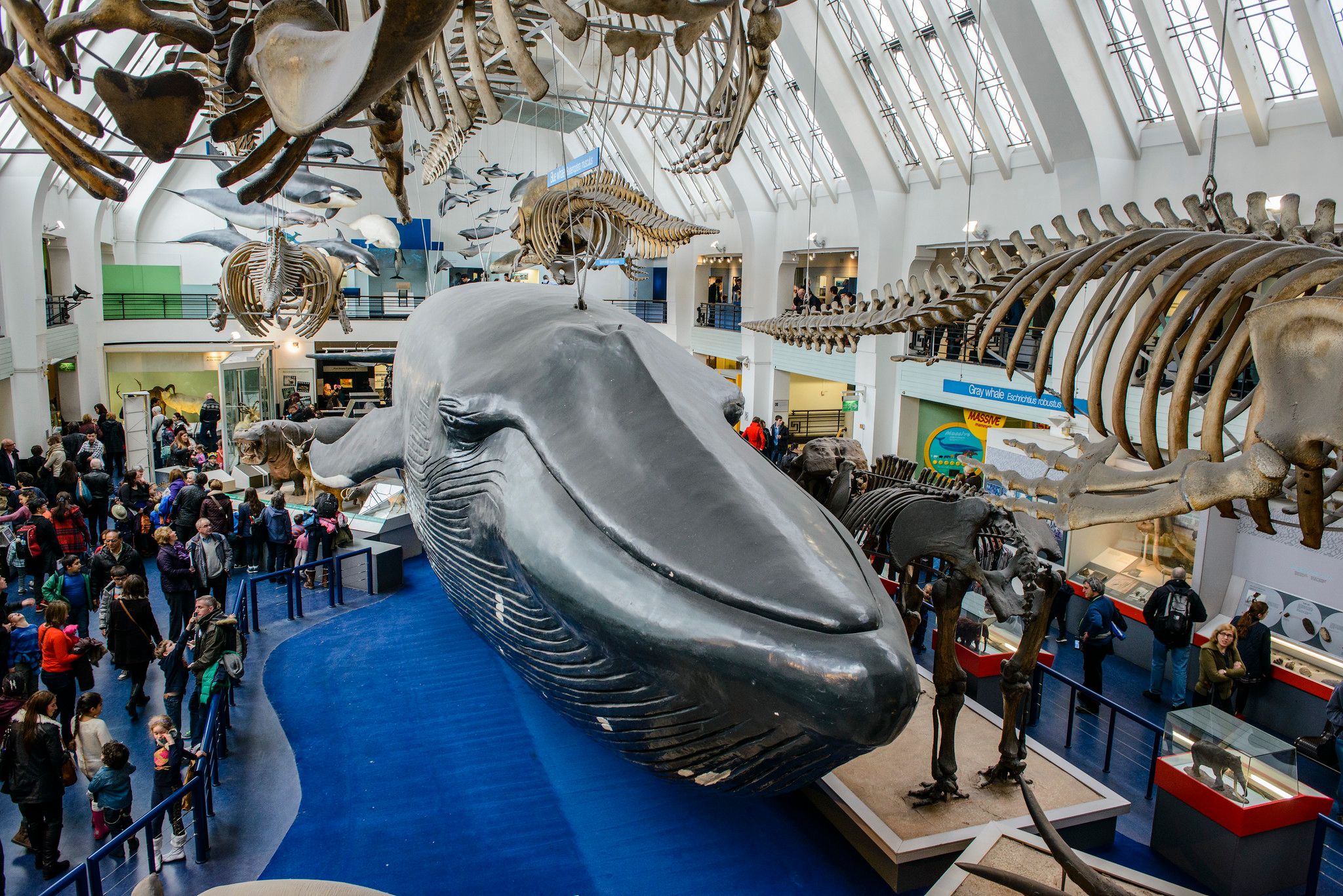 Musée d’histoire naturelle de Londres : horaires et infos