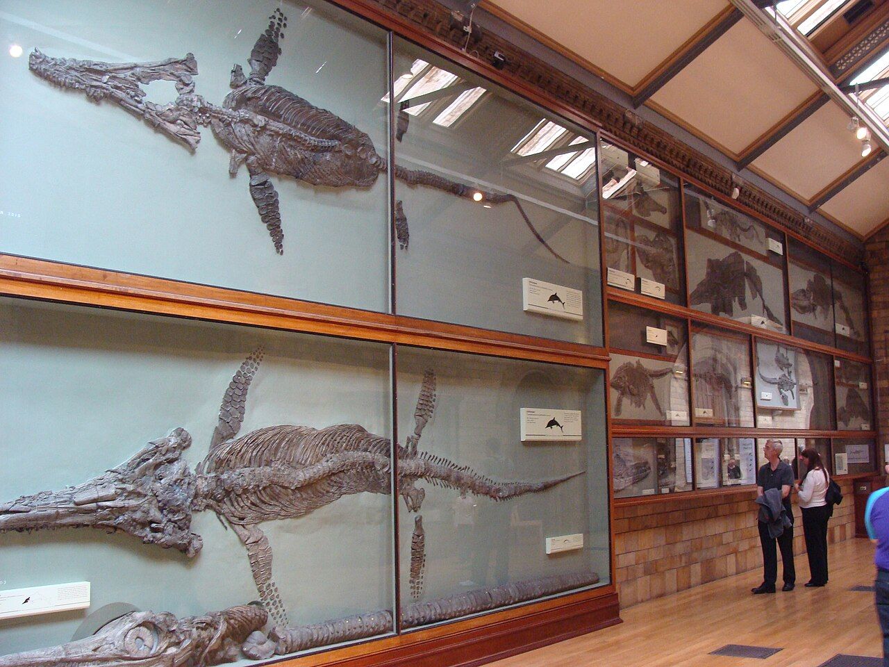 vitrines du natural history museum de Londres